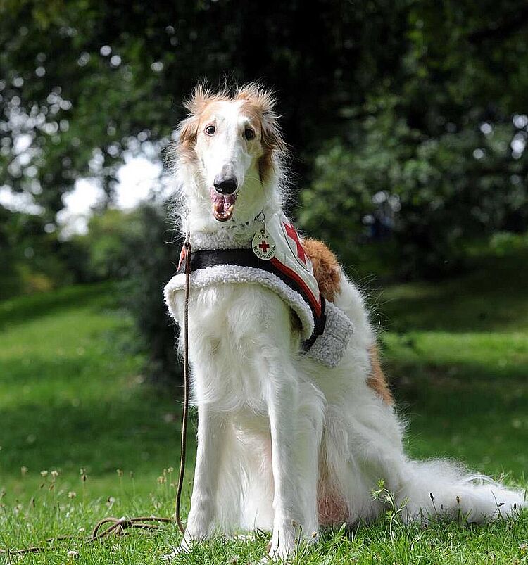 Preisgekrönte Rettungshündin Bijata aus dem DRK-Kreisverband Säckingen, 2011